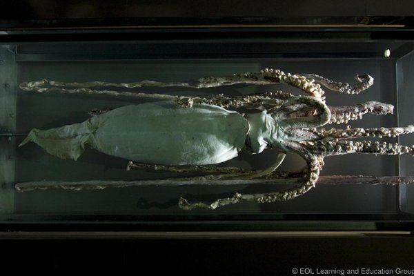 Kraken ссылка актуальная москва