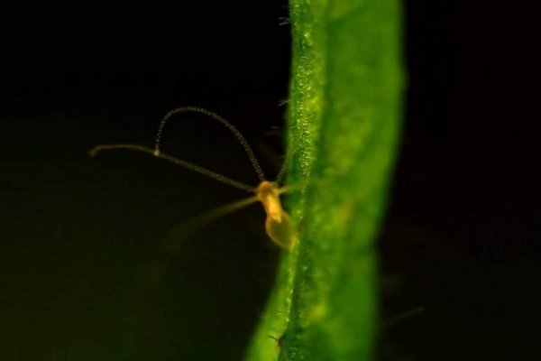 Кракен маркетплейс 2025